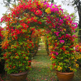 Red Bougainvillea Tree Live Plant, 1 Year Old Ready to Plant Outdoor, Very Hardy