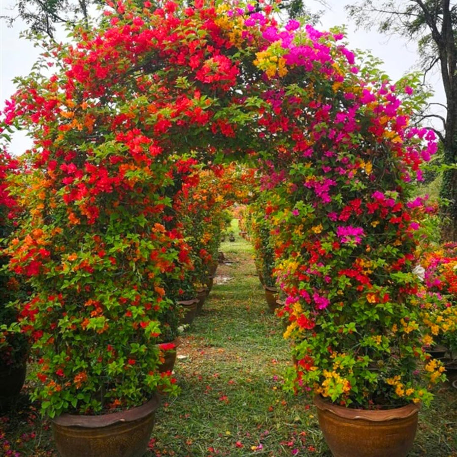 Red Bougainvillea Tree Live Plant, 1 Year Old Ready to Plant Outdoor, Very Hardy