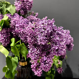 Fragrant Common Lilac Shrub in 4 Inch Pot, Live Purple Lilac Plant, Easy Grow Ornamental, Indoro Outdoor Planting