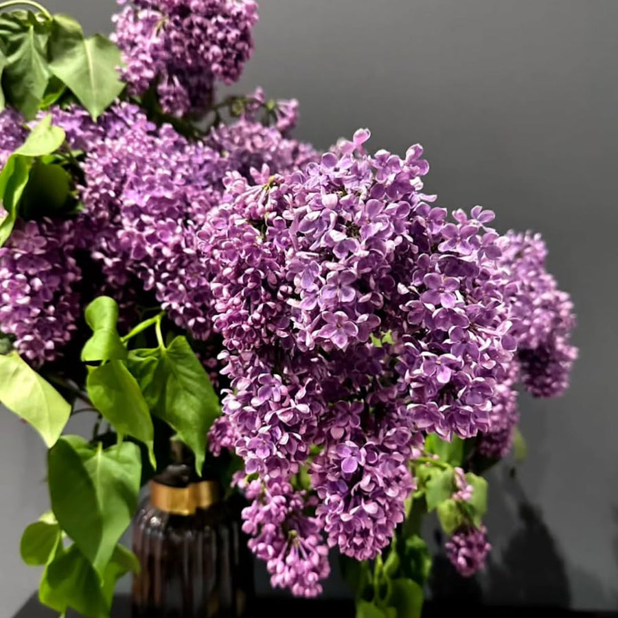 Fragrant Common Lilac Shrub in 4 Inch Pot, Live Purple Lilac Plant, Easy Grow Ornamental, Indoro Outdoor Planting
