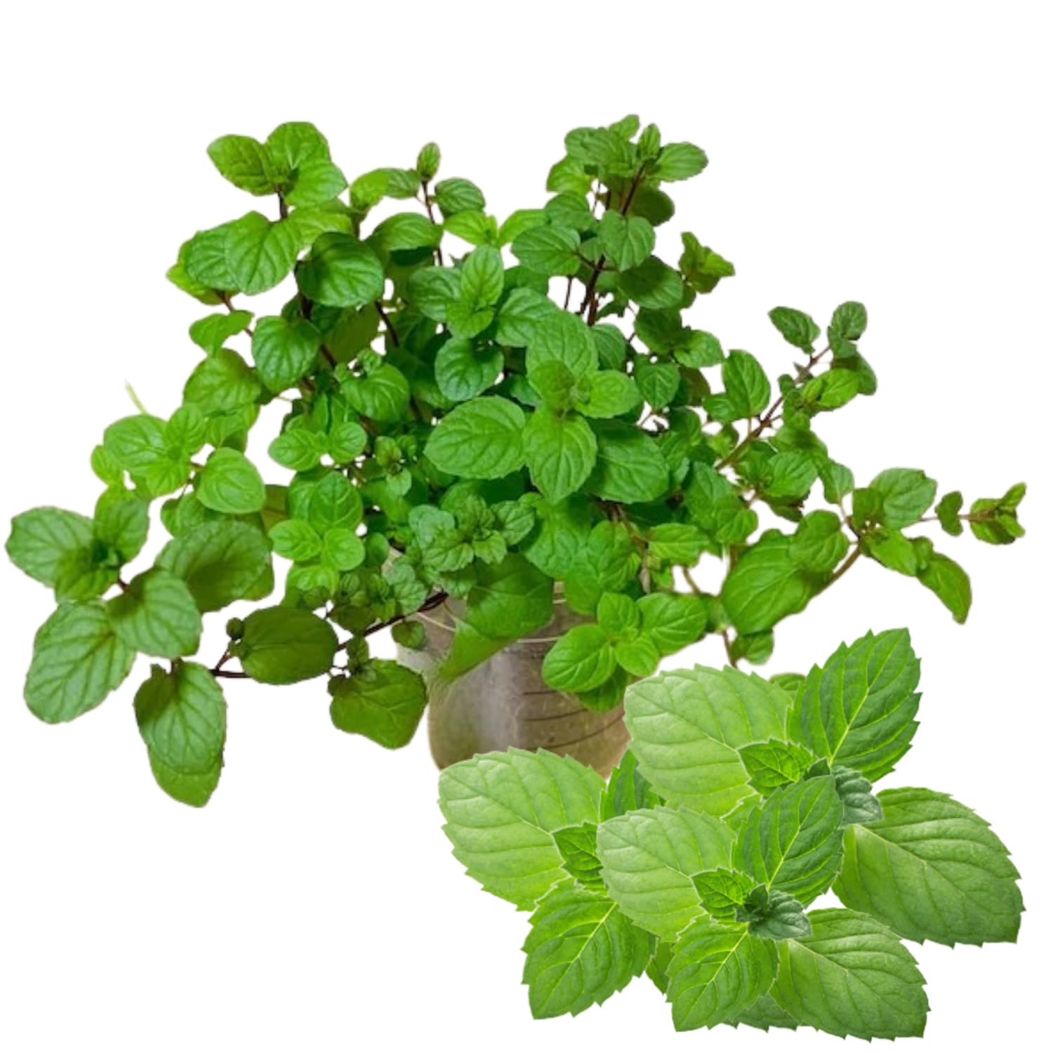 Fresh Peppermint Live Plant in 3.5 Inch Pot, Mint Herb Live Plant for Indoor Outdoor Growing, Spring Planting