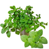TANKDA Sets 2 Live Mint Plants Herb in 3.5" Pot, Fresh Peppermint for Indoor Outdoor Growing, Spring Planting, 5-9" in Tall