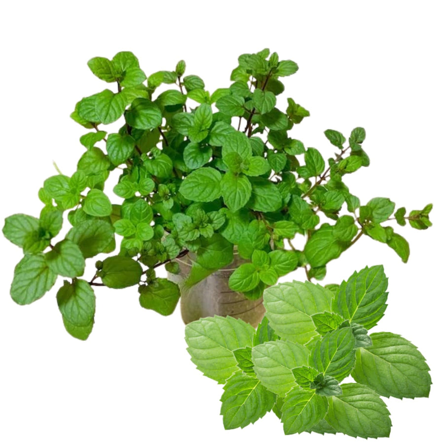 TANKDA Sets 2 Live Mint Plants Herb in 3.5" Pot, Fresh Peppermint for Indoor Outdoor Growing, Spring Planting, 5-9" in Tall