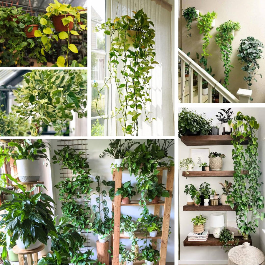 3 Mix Pothos Plants in 4 Inch Pot, 3-6” Tall Assorted Pothos Vine Houseplants, Hanging Basket and Home Garden Plants