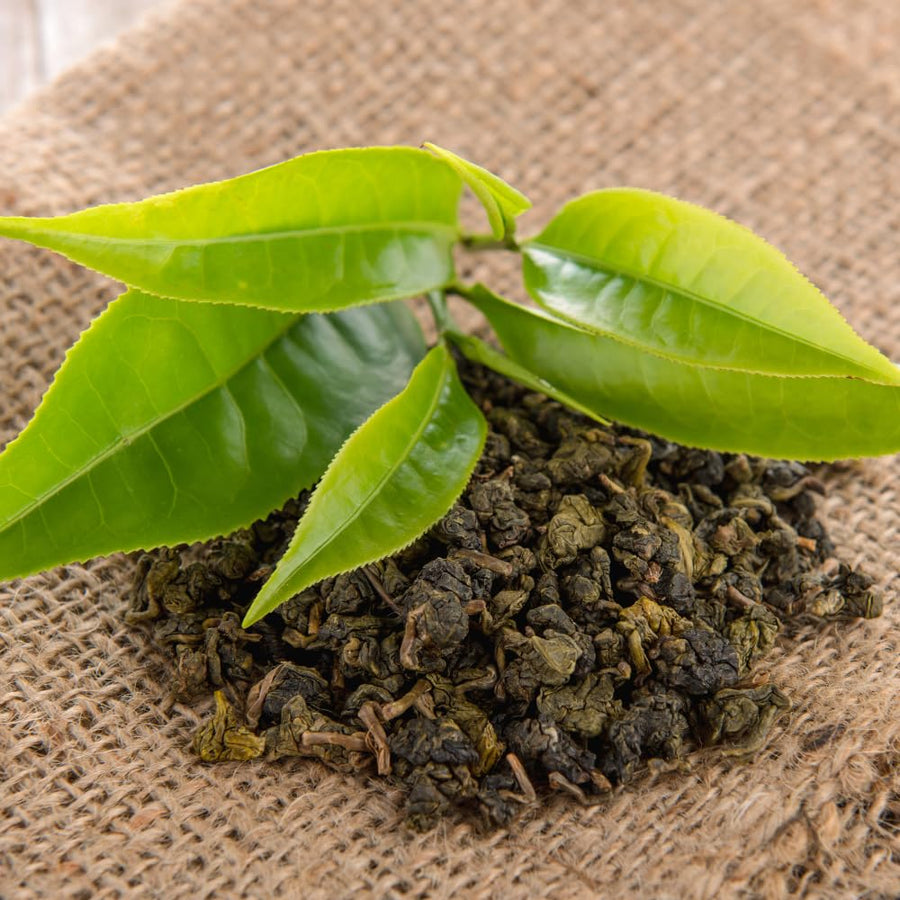 Tea Plant Live, Camellia Sinensis Plant, Green Tea Tree Full Rooted in 1 Gallon Pot, Fragrant White Flowers for Outdoor Growing