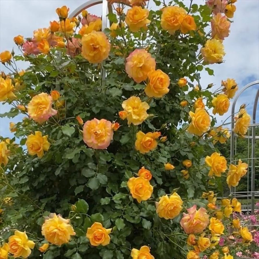 Single Color Random Climbing Rose Live Plant, Fragrant Rose Bush Ready to Plants, Zone 5 to 9, Size 5 to 7 Inches and Bare Root