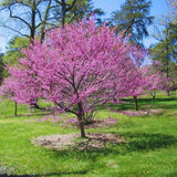 Dormant Redbud Plant Live Trees Outside, 2-3 Ft Redbud Trees Live Plants, Early Spring Blooms, Purple Flowers Bloom, Red Bud Tree for Planting
