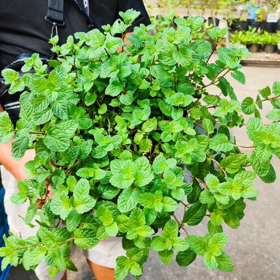 Live Mint Plant in 3.5'' Pot, Herb Plants for Planting Indoor Outdoor, Fragrant, Hardy, Perennial Herbs (Peppermint)