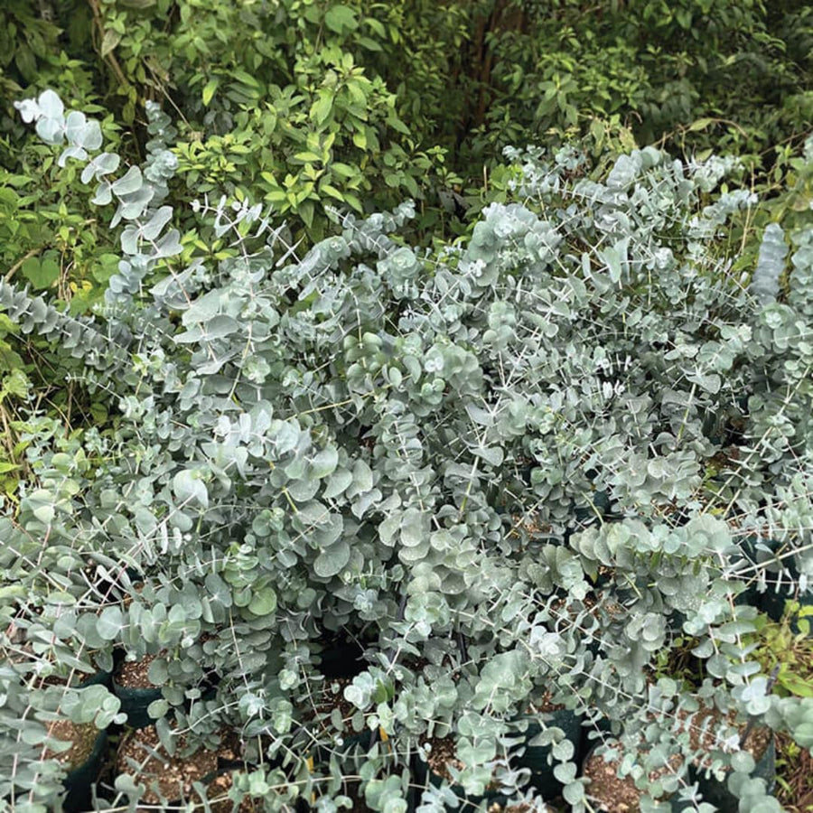 Eucalyptus Plant Live Tree in 2.5" Pot, Cold Hardy, Very Fragrant Foliage, Colorful, Ready to Grow Outdoor (Baby Blue)
