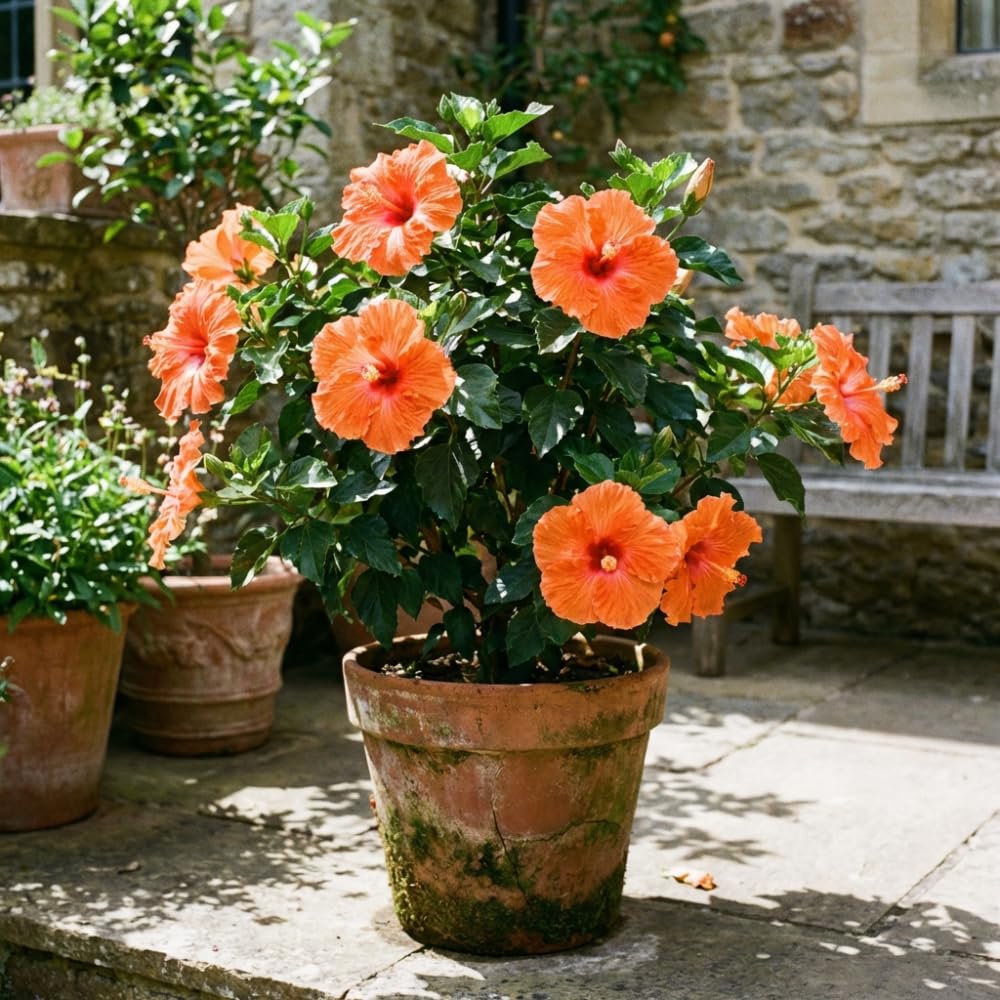 Orange Hibiscus Plant Live, Hardy Hibiscus Plants Live 5-7 Inches Tall, Vibrant Blooming Flower, Well-Rooted Plant for Home Garden Indoor Outdoor
