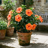 Orange Hibiscus Plant Live, Hardy Hibiscus Plants Live 5-7 Inches Tall, Vibrant Blooming Flower, Well-Rooted Plant for Home Garden Indoor Outdoor