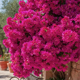 Bougainvillea Plant Live, Bougainvillea Flower Plants, Trailing Flowering Vines, Vibrant Blooms, 4-7 Inches Tall in 4 Inch Pot for Growing (Red Purple)