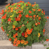 Nasturtium Plant, 4" Pot, Nasturtium Live Plants, Trailing Flower Vine Plants, Well Rooted