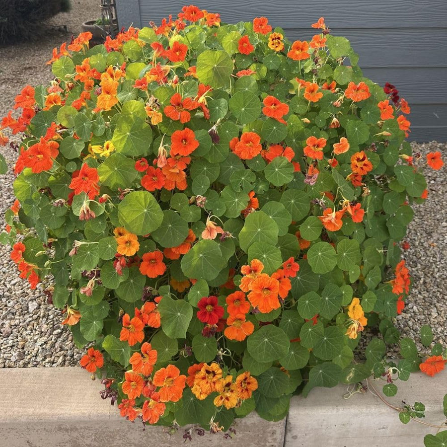Nasturtium Plant, 4" Pot, Nasturtium Live Plants, Trailing Flower Vine Plants, Well Rooted