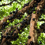 Black Jaboticaba Tree Live Plant, Jabuticaba Plant Starter 4-8 Inches, Brazilian Grape Tree for Outdoor Planting
