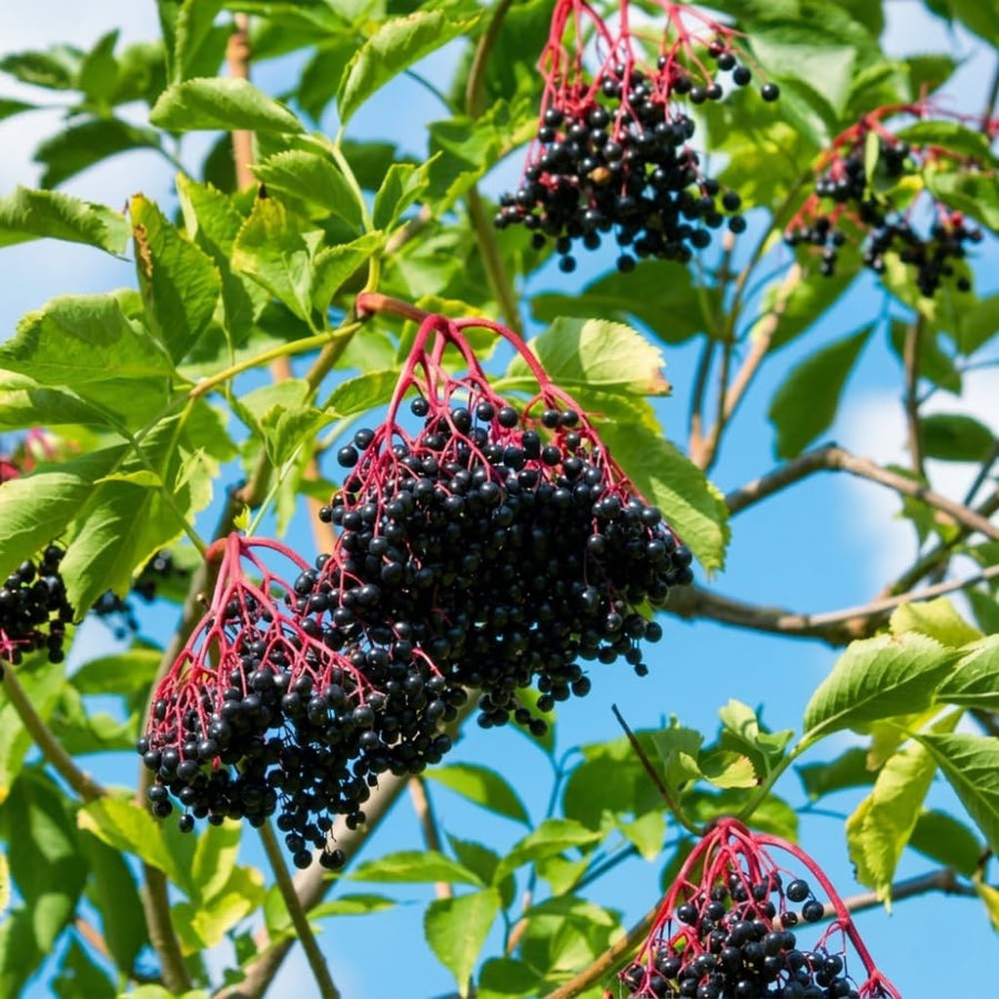 Large Elderberry Plant Live in 1 Gal Pot, 1.5-2.5 Feet Tall, Elderberry Fruit Tree for Outdoor Planting, Well-Rooted