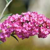 2 Pink Butterfly Bush Shrubs, Butterfly Bush Live Plants Trees Shrub for Planting Outdoor Indoor Garden