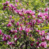 Jane Magnolia Tree Live Plant in 2.5 Inches Pot, Dormant in Winter, 6-12 Inches in Tall, Ornamental Spring Flowering Tree, Outdoor