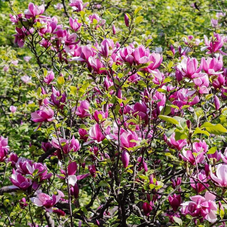 Jane Magnolia Tree Live Plant in 2.5 Inches Pot, Dormant in Winter, 6-12 Inches in Tall, Ornamental Spring Flowering Tree, Outdoor