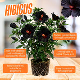 7 Hibiscus Cutting, Well-Rooted Hibiscus Flowers, Tropical Flowering for Indoor Outdoor Planting (Black)