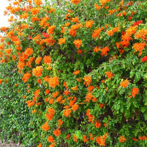 Orange Honeysuckle Plant Bush Live Shrub in 4" Pot for Outdoor Growing, Cold Hardy, Spring Planting