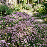 3500 Creeping Thyme Seeds, Creeping Thyme Seeds for Planting, Thymus serpyllum, Ground Cover Seed for Outdoor Planting
