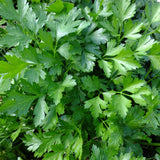 Pack 500 Parsley Seeds for Planting, Culinary Herb Seeds, Suitable for Indoor or Outdoor Growing