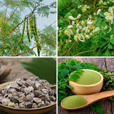 2 Moringa Trees Live Plants, Moringa Oleifera Drumstick Plant Live, 4 Inc Pot, Herb Garden Planting Outdoor