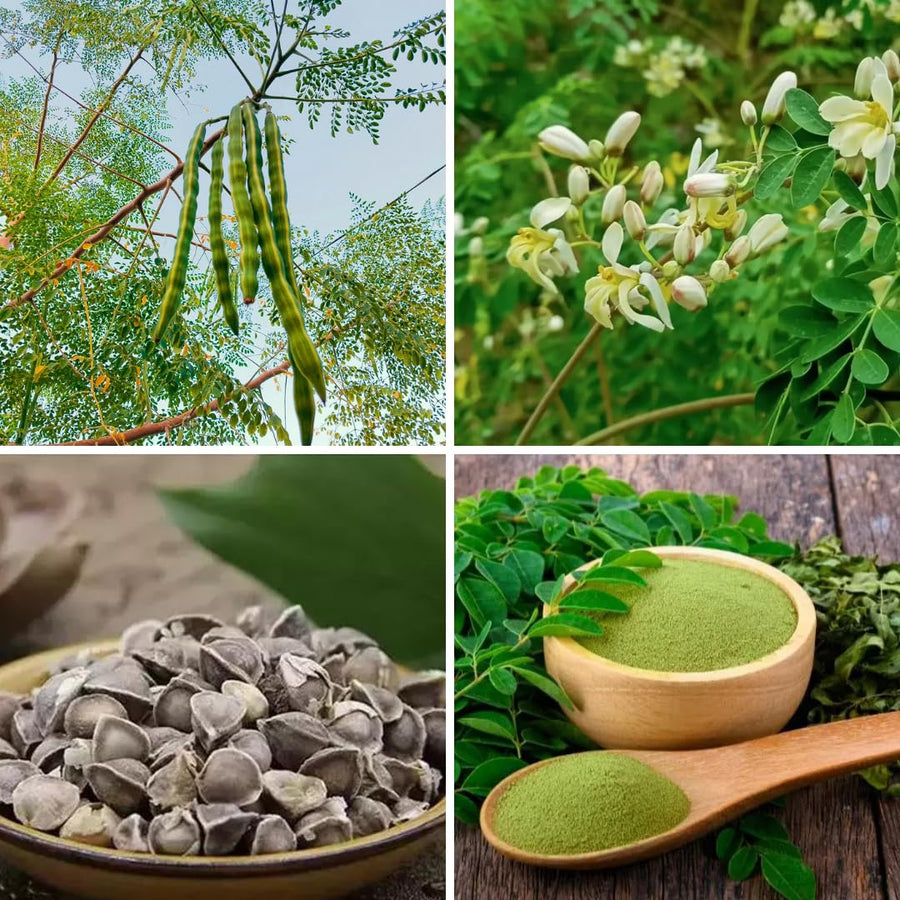 2 Moringa Trees Live Plants, Moringa Oleifera Drumstick Plant Live, 4 Inc Pot, Herb Garden Planting Outdoor