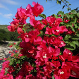 Red Purple Bougainvillea Plant Live, Bougainvillea Live Plant, 5 to 7 Inches Tall, Colorful Long Lasting Blooms, Ideal for Trellis, Landscape and Outdoor Garden