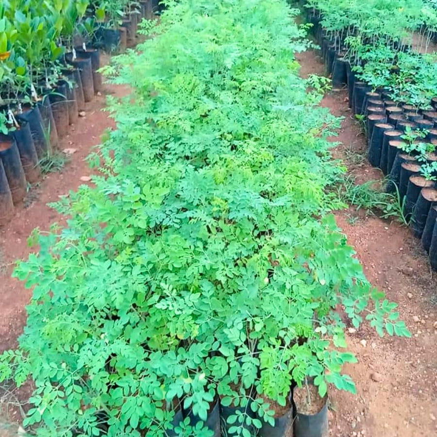 Moringa Tree Live Seedling, 6-8” Tall, 4" Pot, Malunggay Drumstick Tree Plant for Outdoor or Container Growing