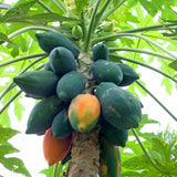 Papaya Live Plant, Tropical Papaya Fruit Tree for Planting Outdoor, 5-8 Inches Tall