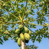 Sweet Papaya Plant Live, Papaya Fruit Tree Live for Outdoor and Container Growing, Starter Plant in Half Gallon Pot
