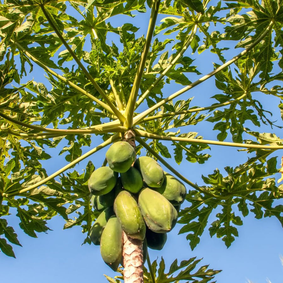 Sweet Papaya Plant Live, Papaya Fruit Tree Live for Outdoor and Container Growing, Starter Plant in Half Gallon Pot