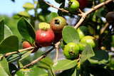 Guava Tree Live Plant, Red Guava Plant Live for Planting, 8 to 12 Long, Half Gallon Pot