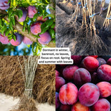 2 Chickasaw Plum Trees Live Plants, Bareroots, Plum Plant Live for Planting, Plum Tree Plant, Focus On Roots