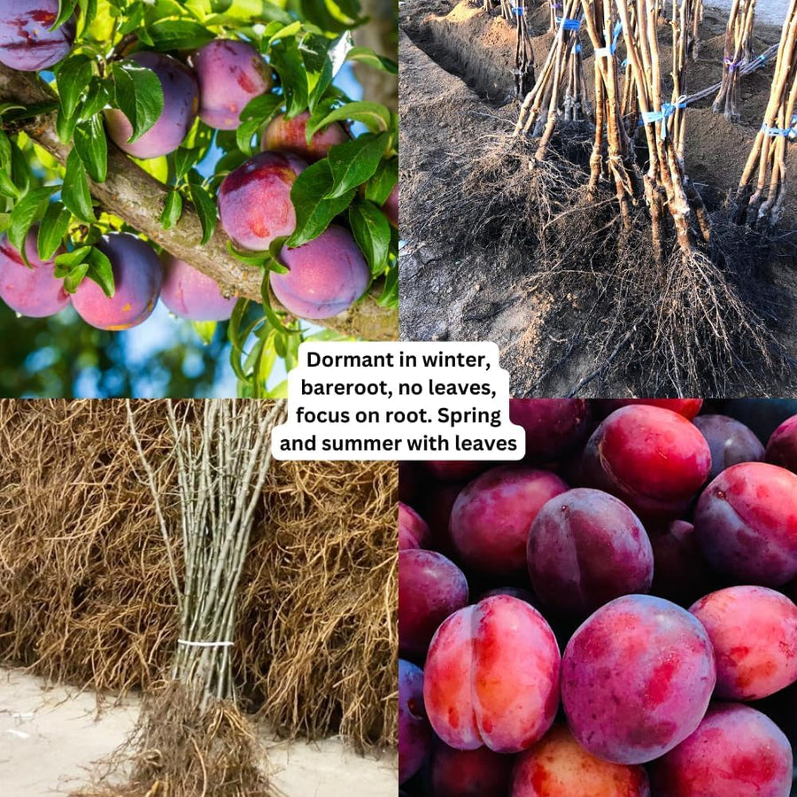 2 Chickasaw Plum Trees Live Plants, Bareroots, Plum Plant Live for Planting, Plum Tree Plant, Focus On Roots