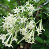 Jasmine Plant, Live Fragrant Jasmine Flower Plants 4'' Pot, Jasmines Well Rooted for Indoor Outdoor Garden (Night Jasmine Flower)