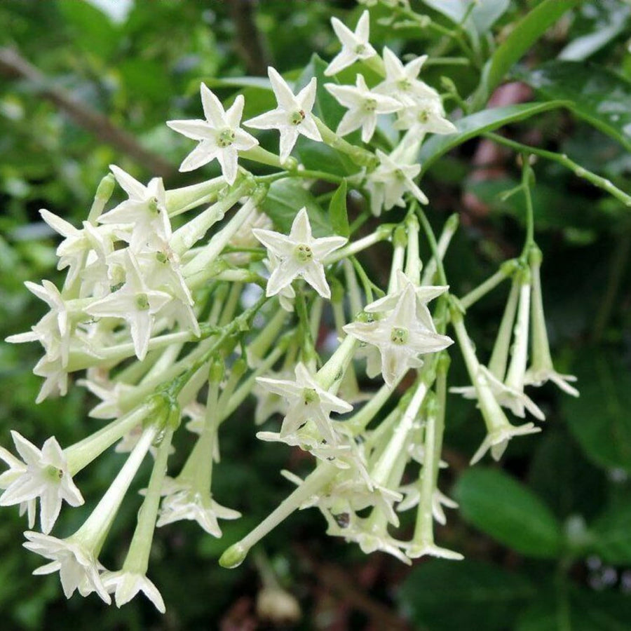 Jasmine Plant, Live Fragrant Jasmine Flower Plants 4'' Pot, Jasmines Well Rooted for Indoor Outdoor Garden (Night Jasmine Flower)