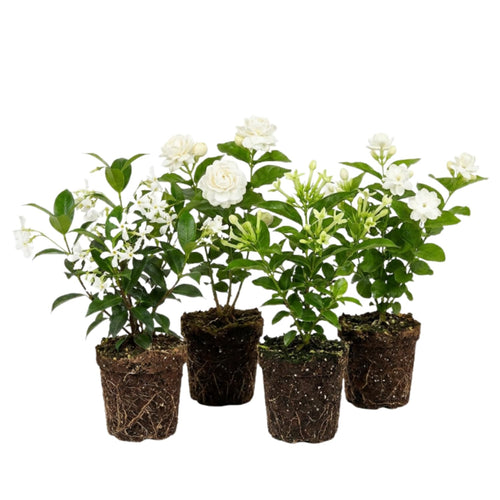 Random Jasmine Plant, Fragrant Jasmine Flower Vine 4-8 Inches Well Rooted for Container, Hanging Basket Growing