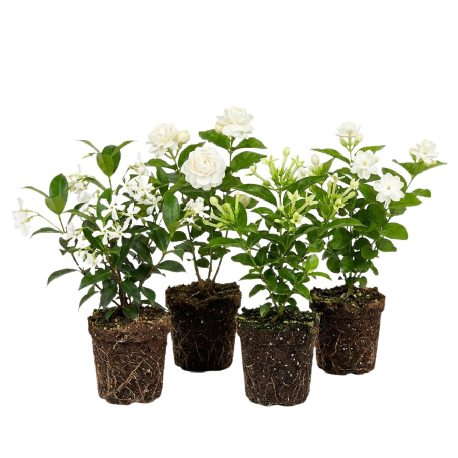 Random Jasmine Plant, Fragrant Jasmine Flower Vine 4-8 Inches Well Rooted for Container, Hanging Basket Growing