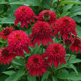 50 Coneflower Seeds for Planting, Double Red Coneflower Flower Seeds, Outdoor Indoor Garden
