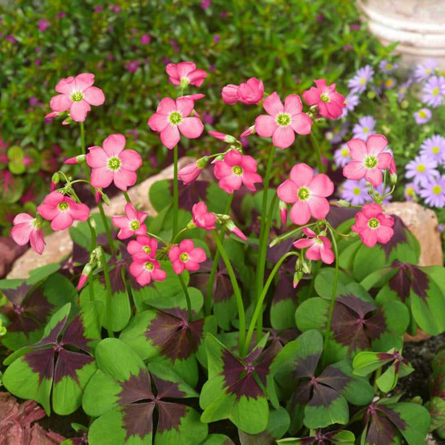 Oxalis Plant in 4'' Pot, 4-8'' Tall, Shamrock Flowers Plants, Perennial Flower Plants for Indoor and Outdoor Garden (Dark Pink Oxalis)