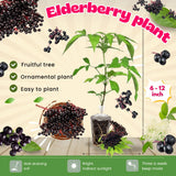 Black Elderberry Plant Live - 6-12 Inch Tall - Hardy American Elderberry Bush Live Shrub - Sweet Berry Tree