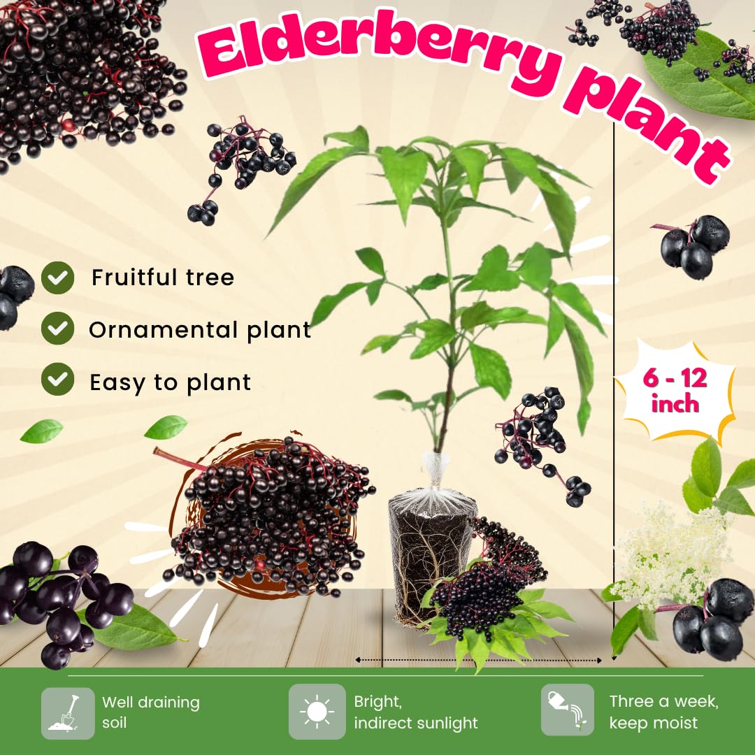 Black Elderberry Plant Live - 6-12 Inch Tall - Hardy American Elderberry Bush Live Shrub - Sweet Berry Tree