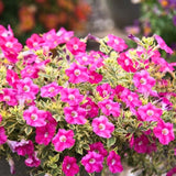 2 Petunia Live Plants, Variegated Pink Lemonade Petunia Flowers, Live Petunias Plants Outdoor Indoor, 5-9 Inch Tall