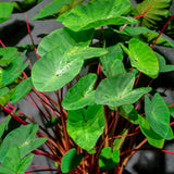 3 Colocasia Plants Live, Elephant Ear Caladium Esculenta Plants, 5 to 8 Inc Tall (Green Leaf Red Stem)