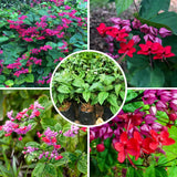 2 Red Purple Bleeding Heart Vine 5 to 9 Inch Tall, Clerodendrum Bleeding Heart Plants Live Well Rooted, Ornamental Flowers