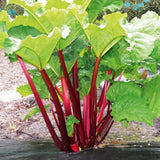 Pack 5 Red Rhubarb Roots, Large Rhubarb Rhizomes, Hardy Perennial Heirloom Vegetable Plant Garden