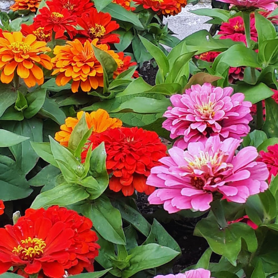 500 Mix Zinnia Seeds for Planting, Zinnia Flower Seeds Garden